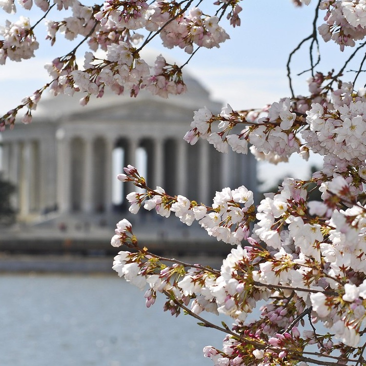 dc-cherry-blossoms.png